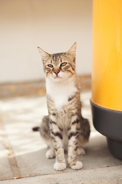 路上の魅力的な猫