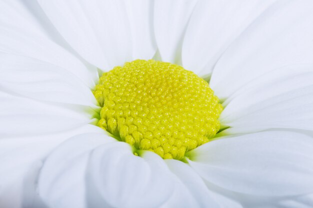 Charming chamomile macro, soft focus.