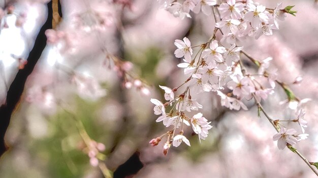 写真 春の魅力的な桜の花