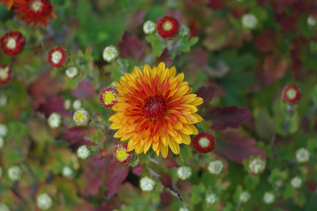 Photo charming chrysanthemum, autumn time.