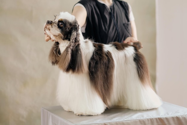 Charming cocker spaniel stands on the grooming table