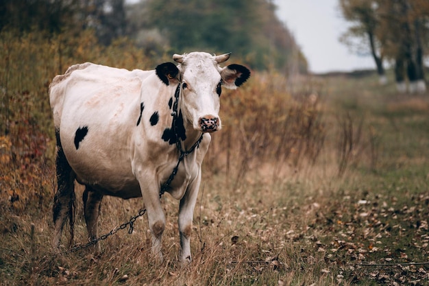 Charming cute country animal from the farm An adult purebred cow of white color with black spots