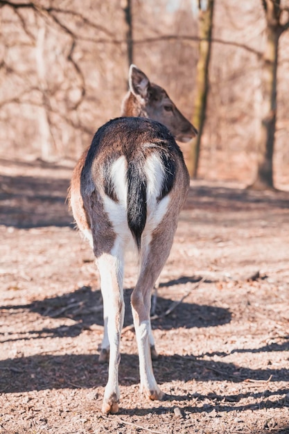 Photo charming deer butt in the danish forest