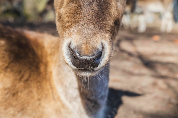 Charming deer nose close-up. Nature in Denmark