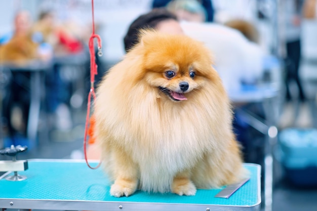 Charming dog on the grooming table in the salon for the care of livestock