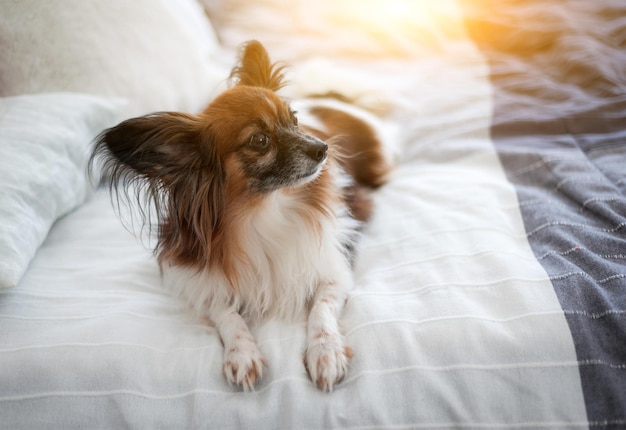 Charming dog Papillon lying on the bed of the owners