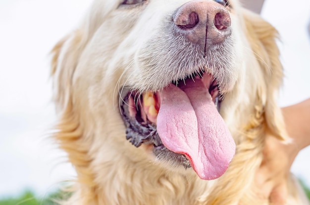 写真 かわいい犬の魅力的な顔大きなピンクの舌鼻のクローズ アップ