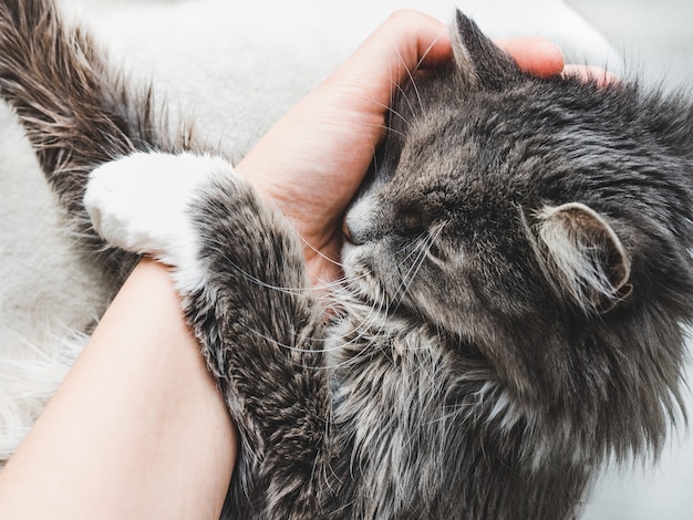 Charming fluffy kitten hugging a woman's hand