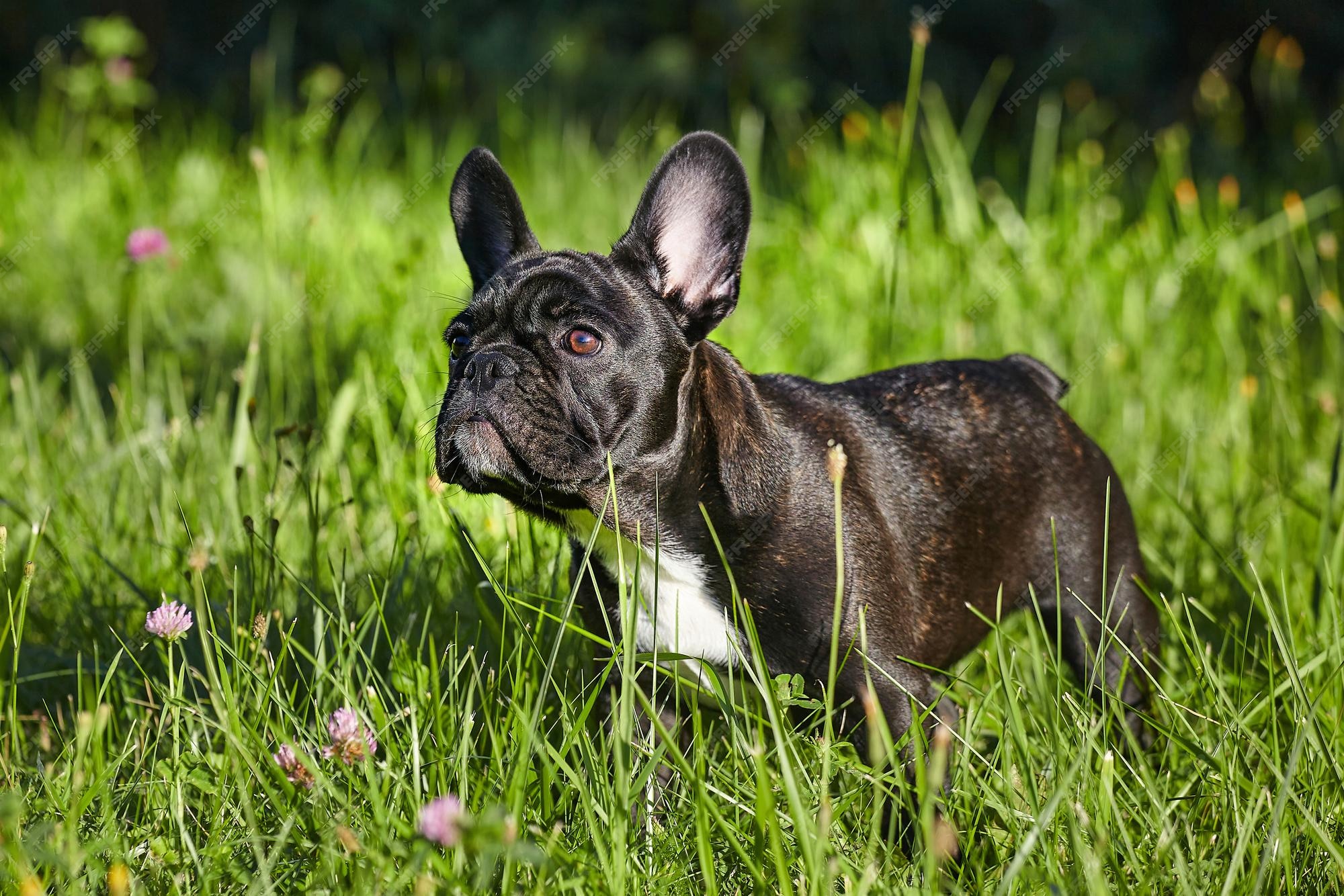 how-fast-can-a-french-bulldog-run