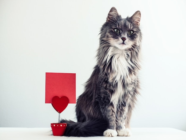 Gatto affascinante e peloso