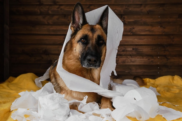 Charming German Shepherd dog playing with paper lying on bed