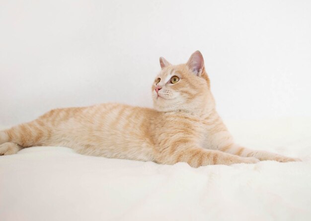 Charming ginger cat lies on white fluffy background Concept of favorite pets