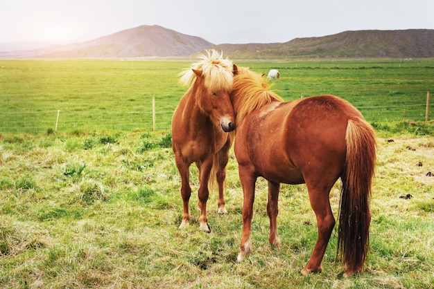 Charming Icelandic horses in a pasture with mountains