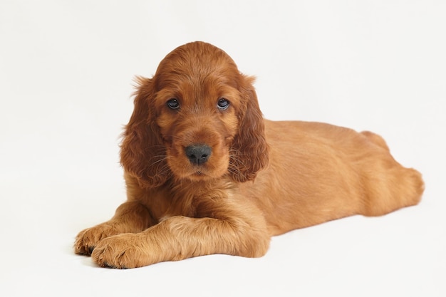 白い背景の上の茶色の魅力的なアイリッシュセッターの子犬。