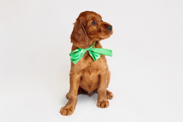 Photo charming irish setter puppy of brown color on a white background.