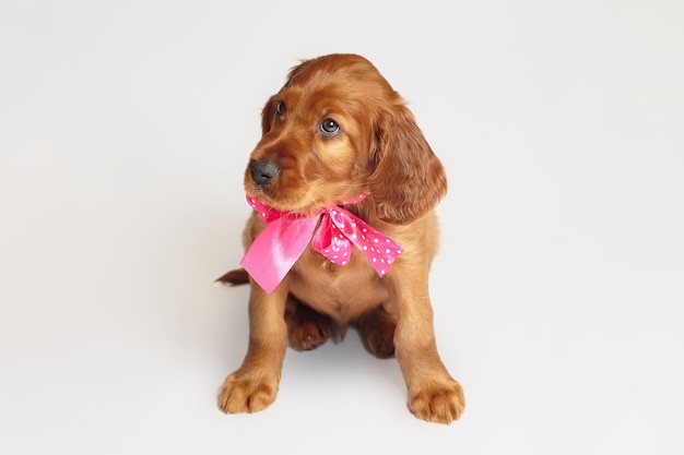 Charming Irish setter puppy of brown color on a white background.