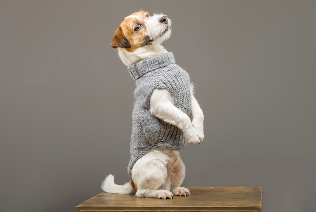 사진 따뜻한 회색 스웨터를 입고 스튜디오에서 포즈를 취하는 매력적인 잭 러셀