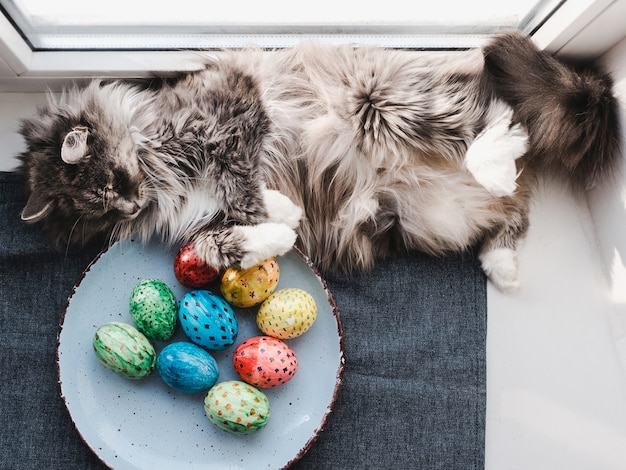 Charming kitten and Easter eggs painted in bright colors on a white background. Top view, close-up. Happy Easter. Preparing for the holiday