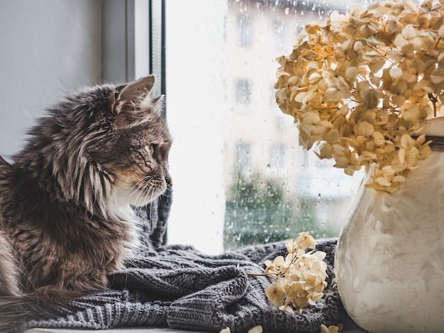 Foto gattino affascinante e brocca con bellissimi fiori bianchi