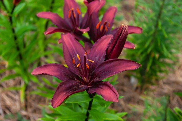 Foto affascinanti gigli nel mio giardino