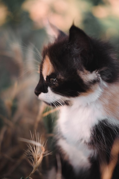 Charming little black and red and white kitten. Small fluffy kitten tricolor.