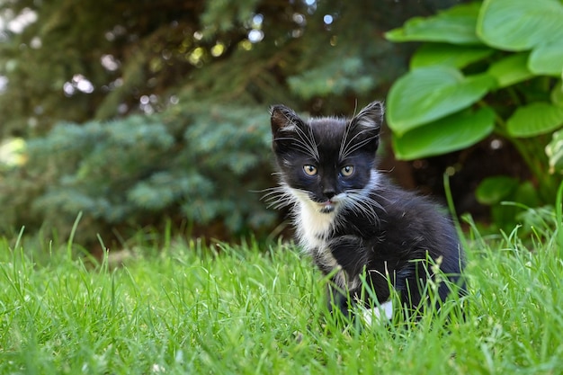 Charming little fluffy kitten plays in the yard of a village house