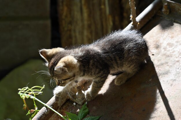 Charming little fluffy kitten plays in the yard of a village house