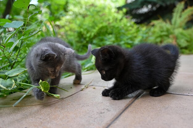 charming little kittens play in the yard of the house