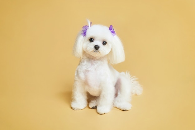 Charming little Maltese lapdog. photo shoot in the studio on a yellow background.