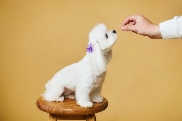 Charming little Maltese lapdog. she looks at the coach's hand with the food. photo shoot in the studio on a yellow background.