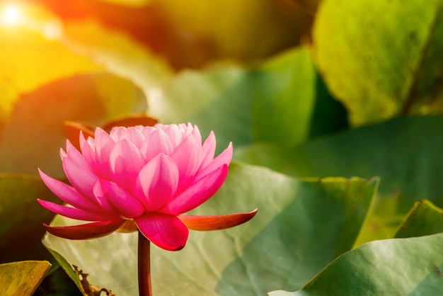 Charming lotus bloom in the pond