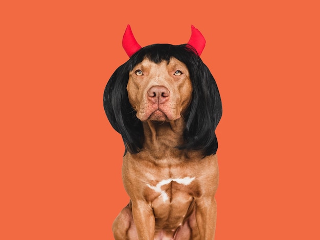 Charming lovable brown dog and devil horns Bright background Closeup indoors Studio shot Congratulations for family relatives loved ones friends and colleagues Pet care concept