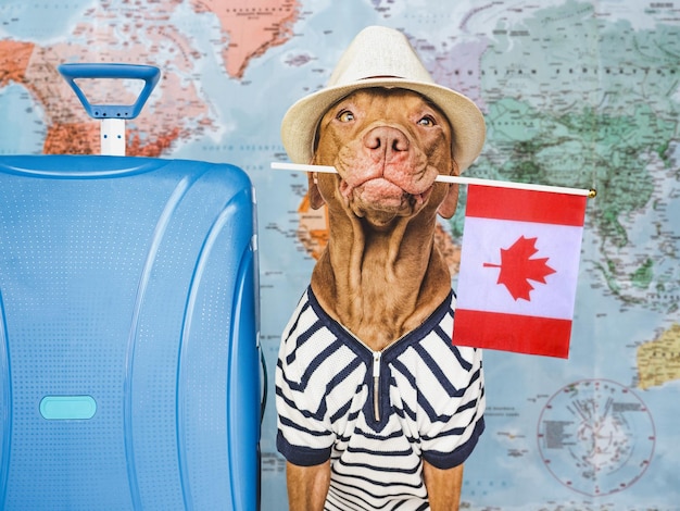 Charming lovable brown puppy sun hat and Canadian flag