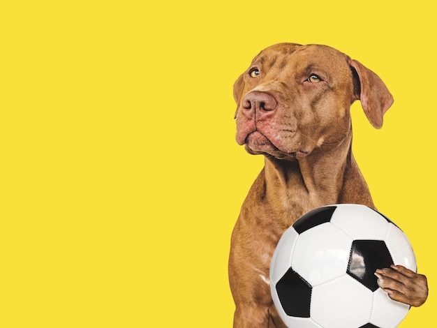 Charming lovable puppy and soccer ball World Cup