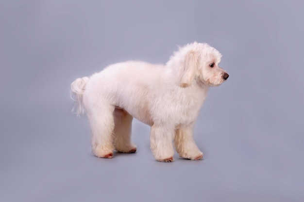 Charming Maltese lapdog after grooming side view