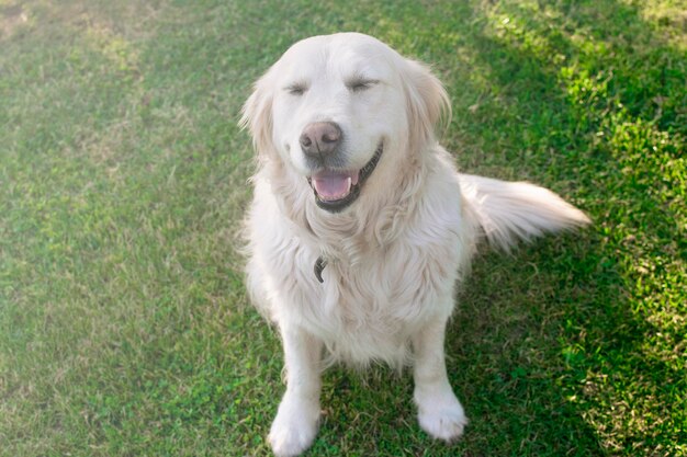 Charming pet Golden Retriever sitting on the lawn Friendly wellmannered trained dog looks at the owner