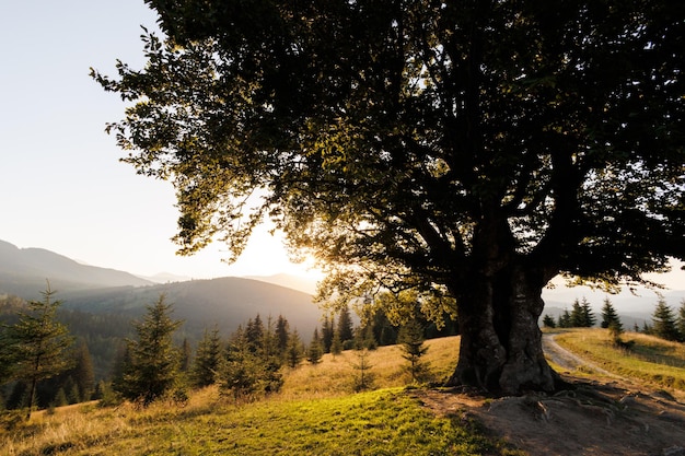 A charming picturesque view of the mountains on a hill Carpathian Mountains