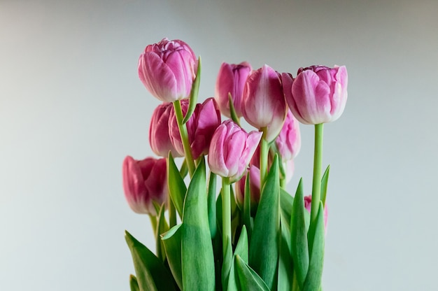 Charming pink flowers peony tulips