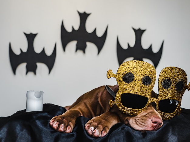 Charming Pit Bull puppy, lying on a black rug and dressed up for Halloween