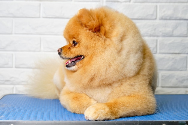 Charming pomeranian after grooming on the background of a brick lies on the table