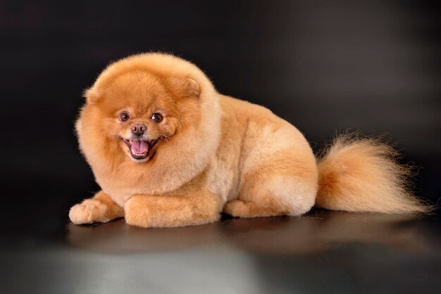 Charming Pomeranian dog of red color playfully looks forward