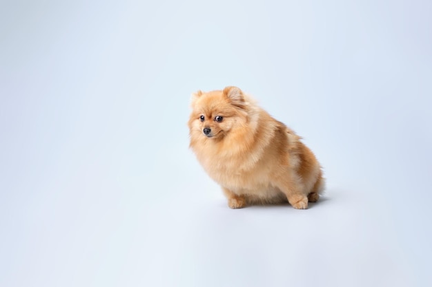 Charming Pomeranian with a cute expression of the muzzle