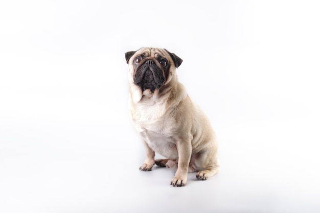 Affascinante cane di razza pug seduto su uno sfondo bianco isolare