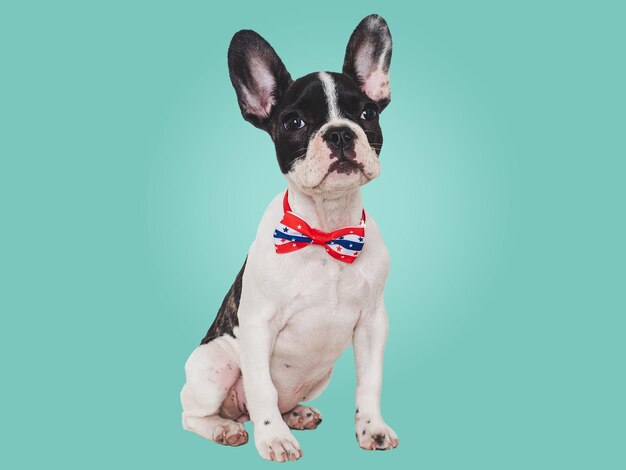 Charming puppy and a bow tie Closeup