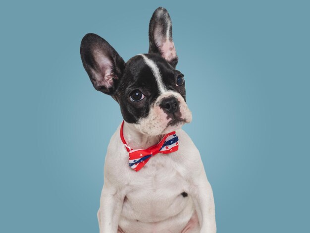 Charming puppy and a bowtie in the colors of the American Flag Closeup indoors Isolated background Studio shot Congratulations for family loved ones friends and colleagues Pets care concept