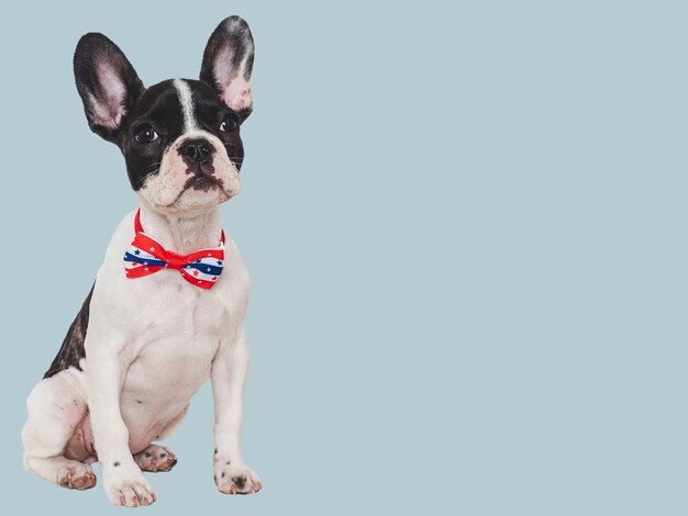 Charming puppy and a bowtie in the colors of the American Flag Closeup indoors Isolated background Studio shot Congratulations for family loved ones friends and colleagues Pets care concept