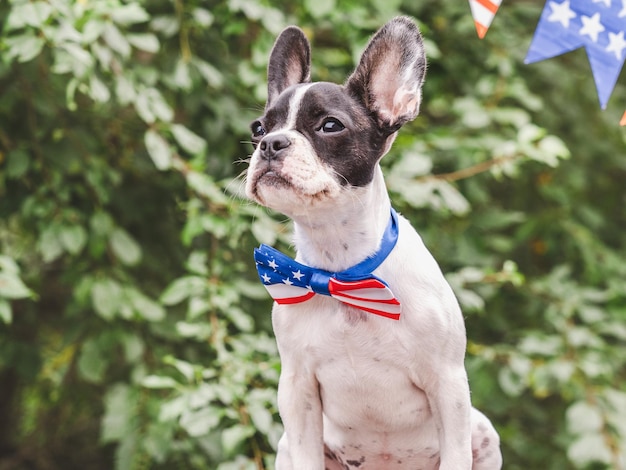 アメリカ国旗と緑の木々の色の魅力的な子犬のボウタイクローズアップ屋外家族愛する人友人や同僚へのお祝いペットケアのコンセプト