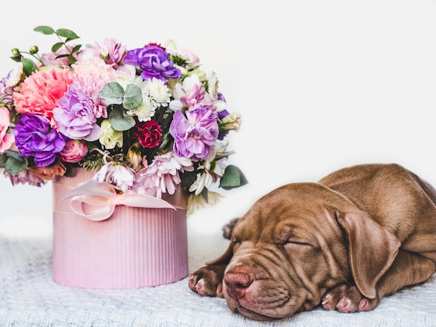 Charming puppy of brown color and bright flowers.