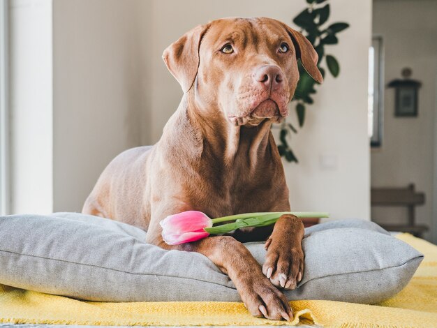 Charming puppy of brown color and bright tulip.