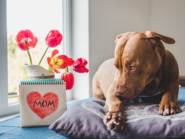 Charming puppy of brown color and bright tulip.